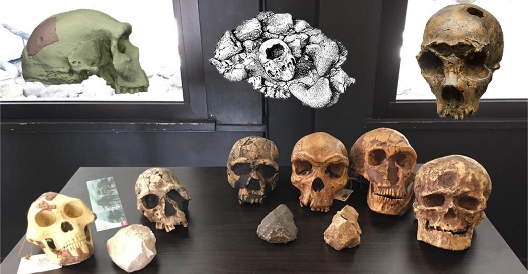 La collezione di calchi di crani di ominini del Museo di Casal de’ Pazzi La collezione di calchi di crani di ominini del Museo di Casal de’ Pazzi