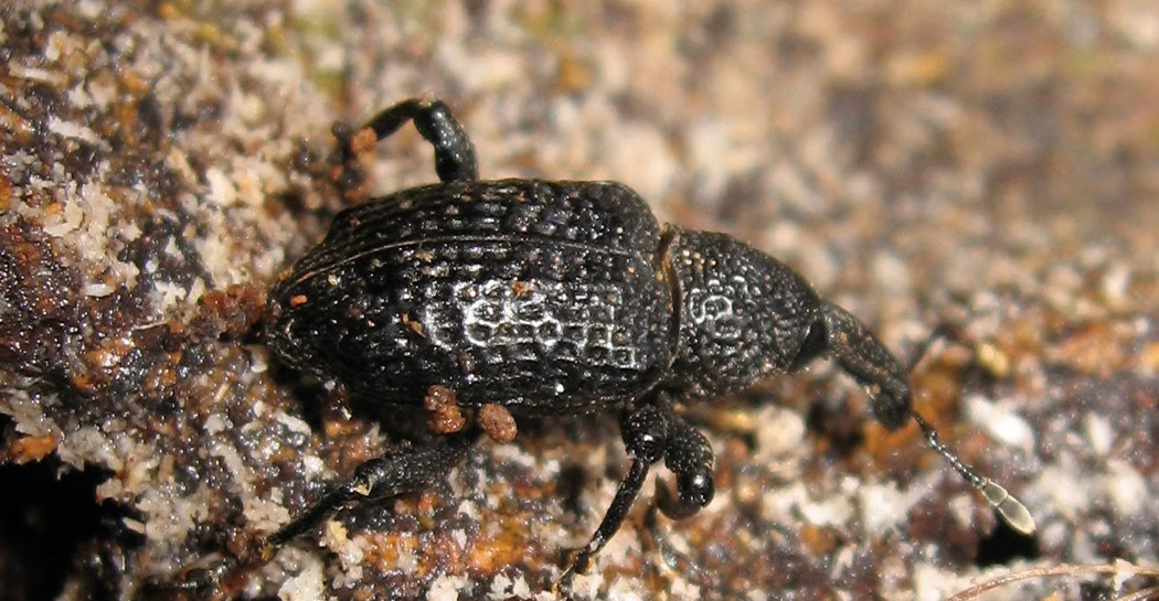 Punteruolo nero del fico, Aclesstaiwanensis, Bioparco Aprile 2009 Punteruolo nero del fico, Aclesstaiwanensis, Bioparco Aprile 2009