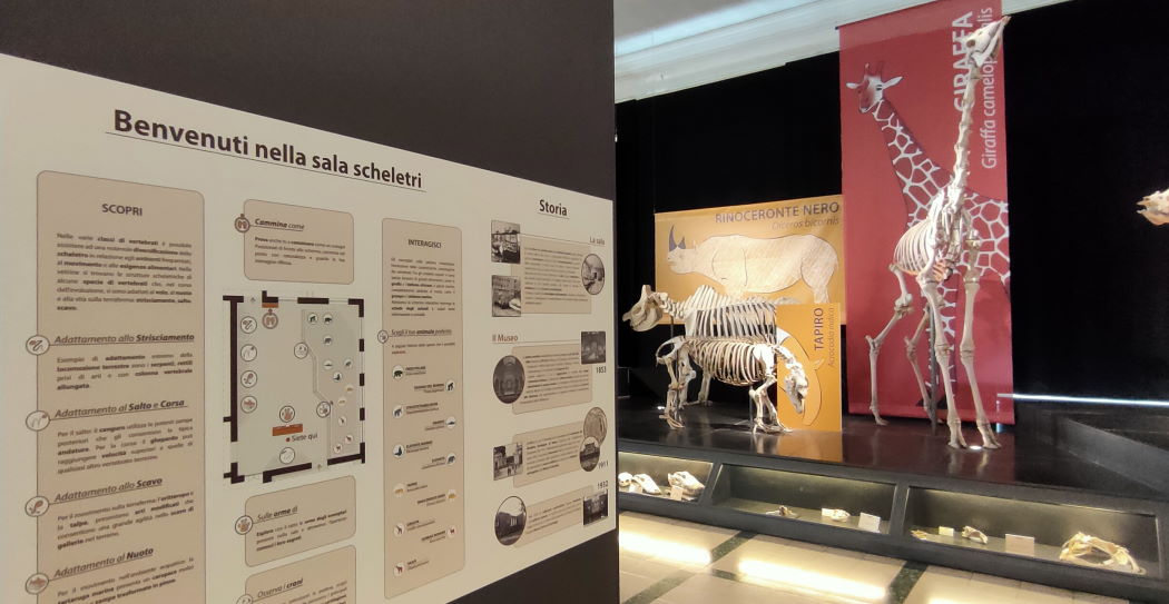 La nuova Sala degli Scheletri La nuova Sala degli Scheletri