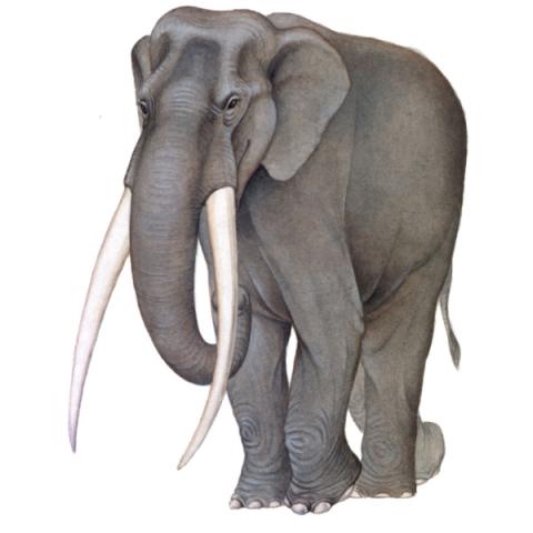 Elefante Elefante