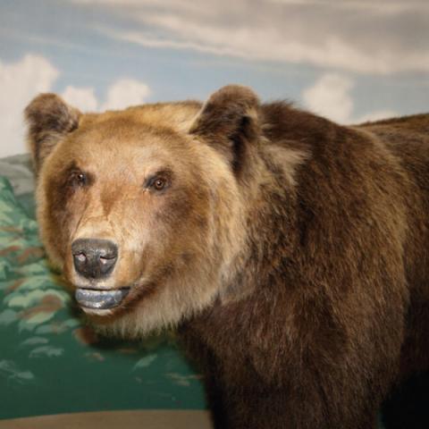 Orso Orso